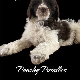 Milo - Brown Poodle puppy in Bonners Ferry, Idaho from Peachy Poodles