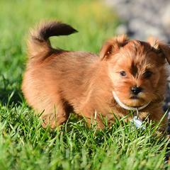 Shih Tzu and Shorkie Puppies from Nana's Happy Pups