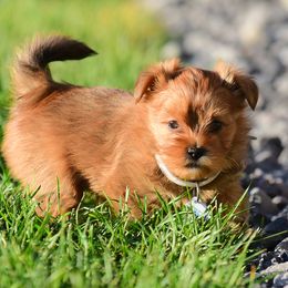 Shih Tzu and Shorkie Puppies from Nana's Happy Pups