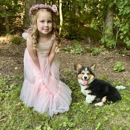 Pembroke Welsh Corgi Puppies from Trowbridge Corgis