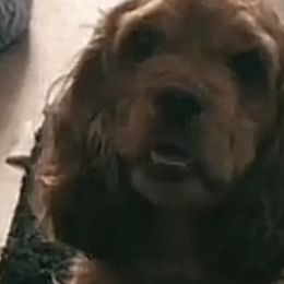 Cocker Spaniels from Middle Ga Cockers