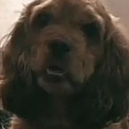 Cocker Spaniels from Middle Ga Cockers