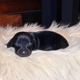 Sirius - Black male Dachshund puppy in Washburn, Tennessee from Clinch Mountain Dachshunds