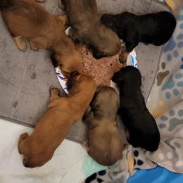 Dachshund Puppies from CLARK'S BREEDING PROGRAM