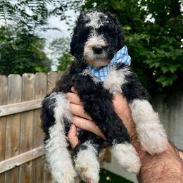 Chester - Black and white male Bernedoodle puppy in Holt, Missouri from Mindys Doodles