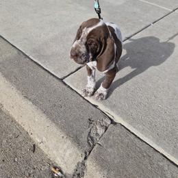 Bracco Italiano and Chihuahua Puppies from Snow Peak Kennel