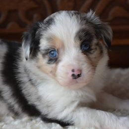 Aussiedoodles, Miniature American Shepherds, and Poodles from Deer Run Farm
