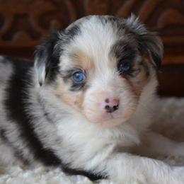 Aussiedoodles, Miniature American Shepherds, and Poodles from Deer Run Farm
