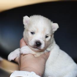 Marshmallow - White male Pomsky puppy in Coos Bay, Oregon from Ocean View Pomskies