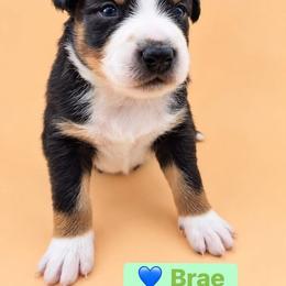 Brae - Black tri-color male Australian Shepherd puppy in Makanda, Illinois from S.I. Aussie