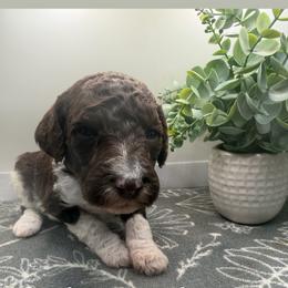 Girl 5 - Parti female Poodle puppy in Travelers Rest, South Carolina from Hampshire Hill’s Standard Poodles