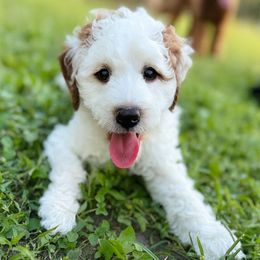 Myers - Parti male Goldendoodle puppy in Naples, Florida from Paradise Coast Doodles
