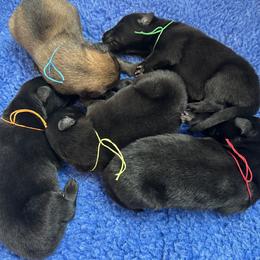 Boy 3 - Black male Belgian Sheepdog puppy in Franklin, West Virginia from Wildmour K9