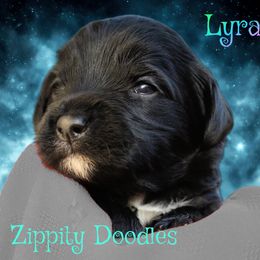 Girl 3 - female Goldendoodle puppy in Golden, Colorado from Zippity Doodles
