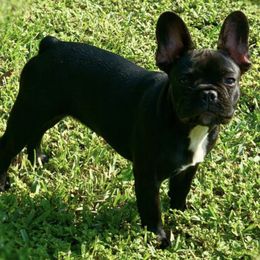 Cane Corso and French Bulldogs from Jens Den