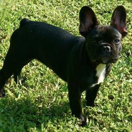 Cane Corso and French Bulldogs from Jens Den