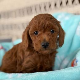 Boy 2 - Apricot male Poodle puppy in Bettendorf, Iowa from Red Door Poodles