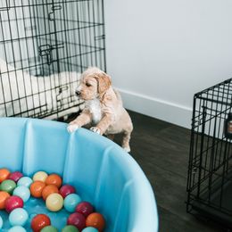 Goldendoodle and Golden Retriever Puppies from Poofy Puppies