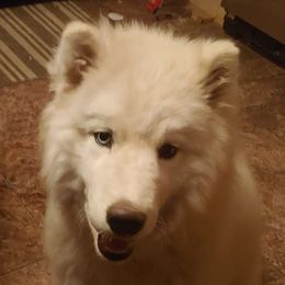 Siberian Huskies from Water Wolf Farm