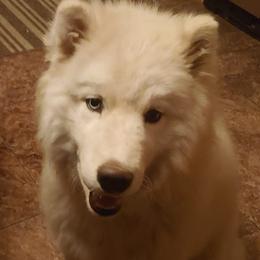 Siberian Huskies from Water Wolf Farm