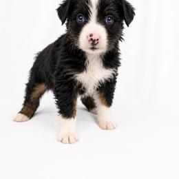 Hattie - Black tri female Miniature Australian Shepherd puppy in Louisville, Mississippi from Kristy’s Kennels