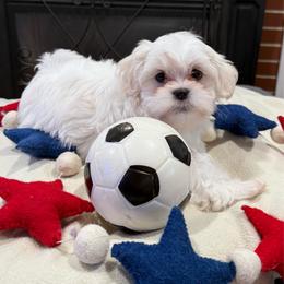 Star - Cream female Shichon puppy in Newington, Connecticut from Burton Creek Puppies
