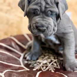 Pink - Blue female Neapolitan Mastiff puppy in Ramona, California from San Diego Mastiff
