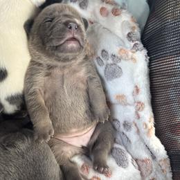 Boy 3 - male French Bulldog puppy in Norwalk, Ohio from The Frenchie Ravine Connection LLC