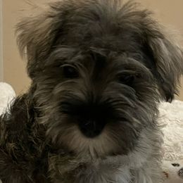 Cockapoos and Miniature Schnauzers from Maple’s Cockapoo's and Libby's Schnauzer Puppies