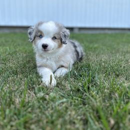 Australian Shepherd Puppies from Mud Path Australian Shepherds