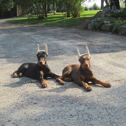 Doberman Pinscher Puppies from Laurel Vail