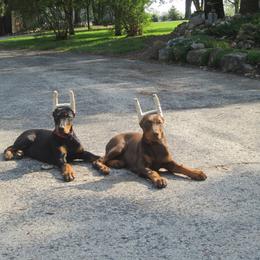 Doberman Pinscher Puppies from Laurel Vail