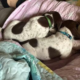 Green - White and liver male German Shorthaired Pointer puppy in Spencer, Massachusetts from Outback Kennels