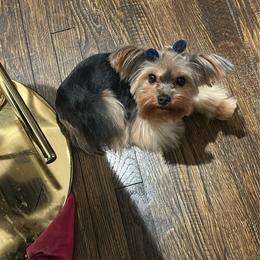 Veah - Yorkshire Terrier