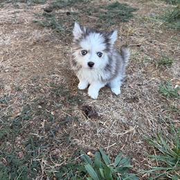 August - Tri-color male Pomsky puppy in Mc Minnville, Oregon from West Coast Pomskies