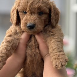Goldendoodle Puppies from Happy Doodle