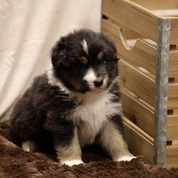 Australian Shepherd and Miniature Schnauzer Puppies from Dustyn Watson