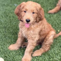 Burberry - Apricot male Goldendoodle puppy in Las Vegas, Nevada from Puppies of the West