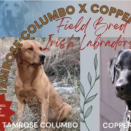 Labrador Retriever puppies from King K9 Academy