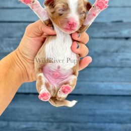 Aussiedoodle Puppies from WildRiver Pups