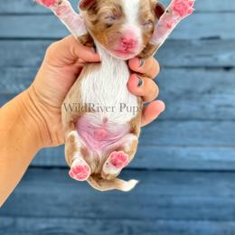 Aussiedoodle Puppies from WildRiver Pups