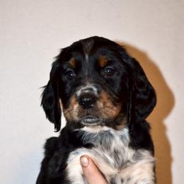 English Springer Spaniel Puppies from Stormin Pine and Prairie Springers