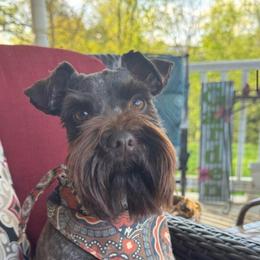 Mocha - Miniature Schnauzer