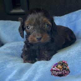Oliver - Black and tan male Dachshund puppy in Livingston, Kentucky from Illyria Dox & GSD
