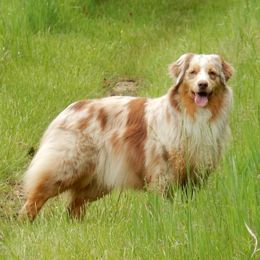 Australian Shepherds from Connie Wood