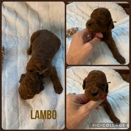 Lambo - Red  female Poodle puppy in Mount Vernon, Illinois from AMC Poodles