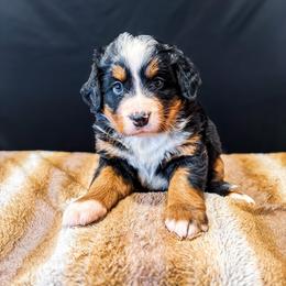 Bonnie - Tri-color female Bernese Mountain Dog puppy in Alabama from Dogwood Creek Bernese