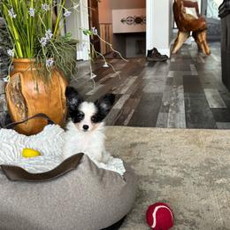 Sadie's Girl 3 - White black and tan female Papillon puppy in Shirley, Arkansas from Lucky Pups