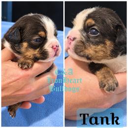 Tank - Black tri-color male Bulldog puppy in Clarksville, Indiana from C&A IronHeart Bulldogs and Krymson Kandy Shihtzus