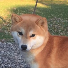 Miyumi - Shiba Inu